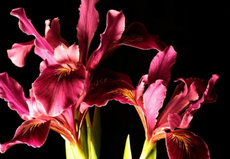 DUTCH IRIS - flowers, irises, dutch iris, photography, gardens, plants