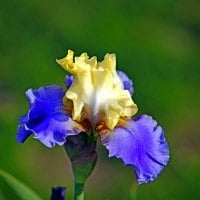 BEARDED IRIS