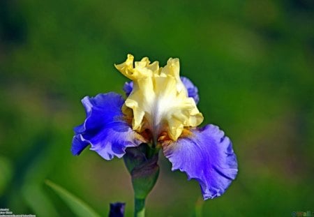 BEARDED IRIS - beauty, bearded iris, flowers, gardening, irises, plants