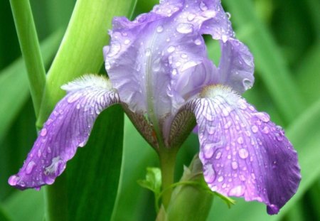 AFTER THE RAIN - flowers, purples, gardens, bearded iris, plants