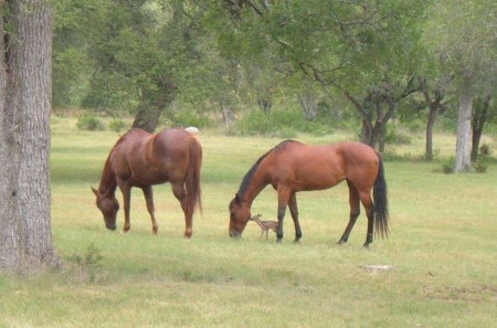 Can't find my mom - friends, horses, deer, thanks