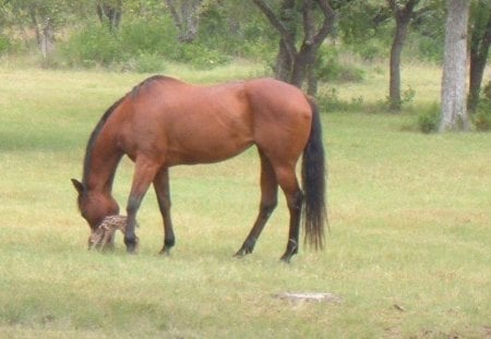 Friends - friends, horses, deer, thanks