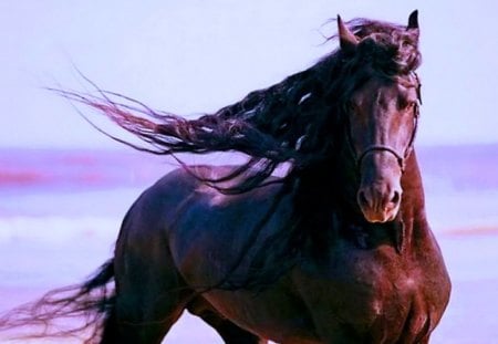 Wild in the wind for Betty - free, mane, wind, brown, beauty, stallion, horse, wild