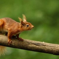 Cute Squirrel