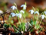 Fresh Snowdrops