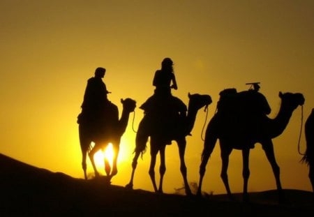 caravan - caravan, camels, silhouettes, sun