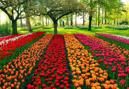 Park with many flowers - pretty, summer, grass, spring, alleys, flowers, fresh, garden, nice, trees, refreshing, lovely, rows, shadow, tulips, nature, green, park