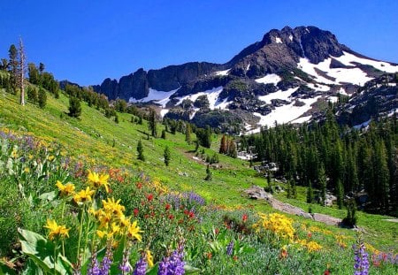 Mountain slope - pretty, summer, beautiful, snowy, slope, spring, lovely, peaks, mountain, flowers, fresh, nature, nice, floral