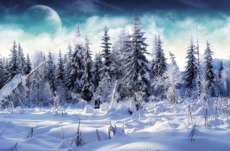 snowy forest - nature, scenic, trees, snow