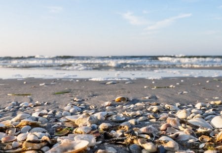 VACATION TREASURES - coastline, shells, oceans, beach, seashells, waves, sea, seaside