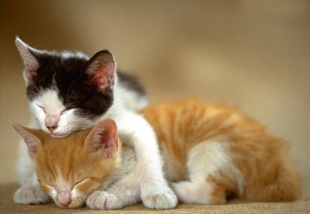 tired kittens - pets, cute, animals, cats