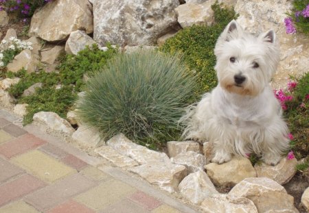 WAITING WESTI - pathways, animals, dogs, gardens, flowers, faithful pets, plants, puppies