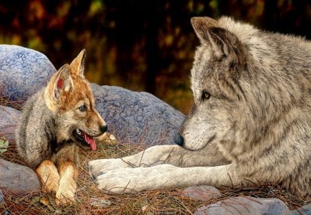 BEAUTIFUL MOMENT - wolf, pup, relaxing, mother