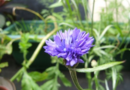 Blue Cornflower - cornflower, flowers, blue flower, wildflower