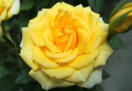 Yellow rose - nature, yellow rose, rose, flower, plant