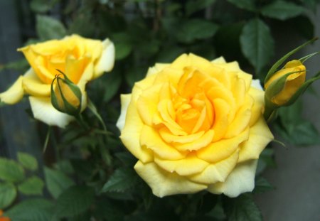 Yellow roses - nature, yellow rose, roses, flowers, plants