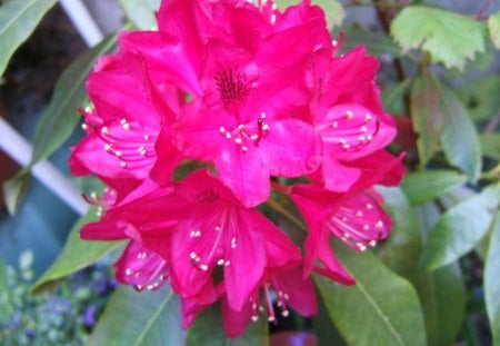 Red Rhododendron - red flower, rhododendron, nature, plant