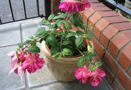 Double fuschia - nature, fuschia, double flowers, plant, pink flower