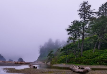 rain and fog on a beach of redwoods - logs, beach, rain, forest, rocks