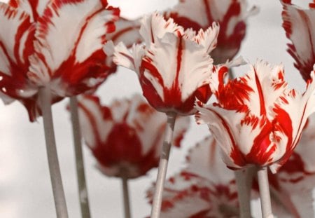 TULIPS IN RED AND WHITE