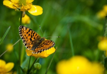 butterfly - butterfly, grass, flower, nature