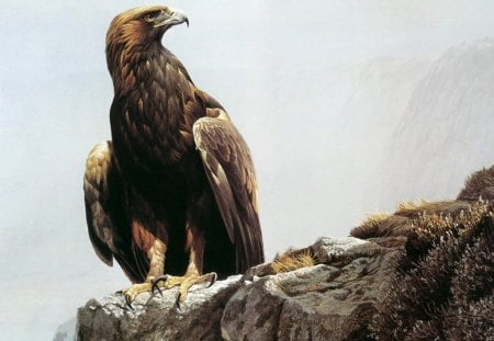 golden eagle - animal, bird, rocks, cliff