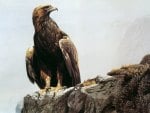 golden eagle