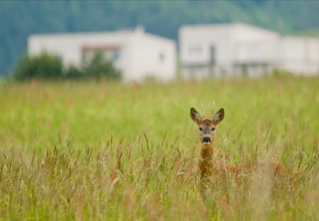 deer - nature, fauna, deer, grass