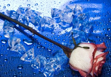 ICE ROSE - ice, fresh, winter, summer, rose, lovely, cold, pink, blue, cubes, flowers, flower