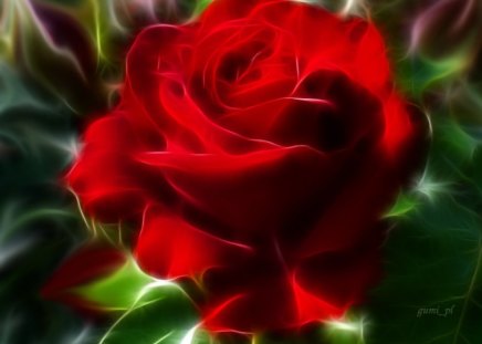 Red rose - flowers, abstract, red, rose, color, fractal