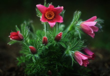 Sasanki - macro, flowers, pulsatilla, photography