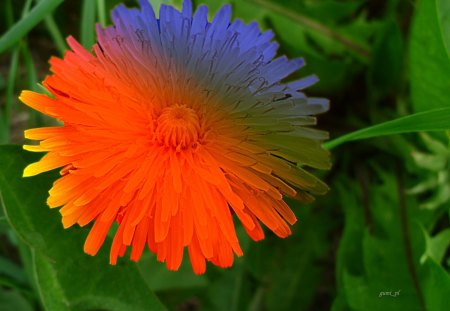 Dandelion - dandelion, flowers, photography, photoshop, macro