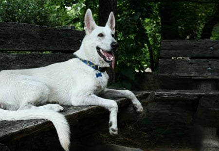 A Beauty at the Park - shepherd, canine, dog, best friend, gorgeous, friends, companion, special, beautiful, photography, photoshop, beauty, friend, white shepherd, sweet, faithful, park