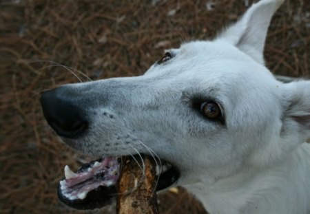 It's Time to Play Coco;) - special, beauty, companion, best friend, photography, white shepherd, gorgeous, dog, shepherd, park, faithful, playful, play, photoshop, beautiful, sweet, friends, canine, friend