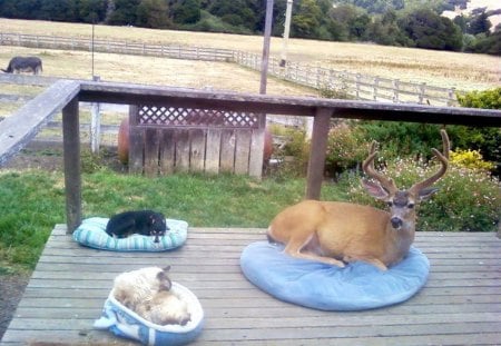 3 Friends - friends, dogs, animals, deer