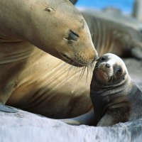 Baby Sealion