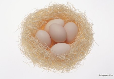 Eggs In A Nest. - eggs, of, fine, a