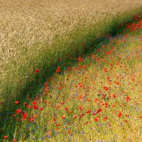 Poppies