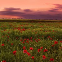 Poppies Field