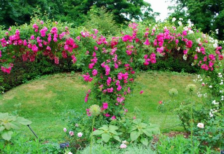 Rose Garden - nature, flowers, garden, rose