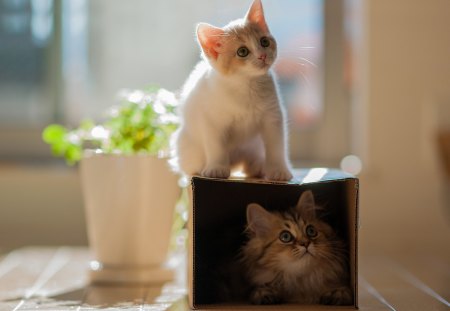 cat in a box