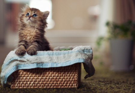 cute kitty in a basket - cats, basket, animals, kitty