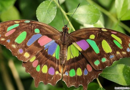 COLOUR BOX - wings, colourful, insects, butterflies, plants, colours, gardens