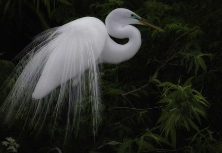 Ballerina - great egret, white, big feathers, beautiful