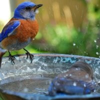 Bathing