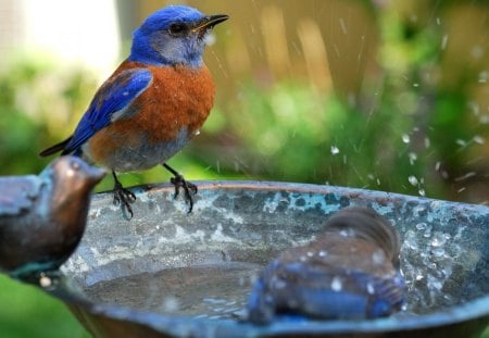 Bathing - bird, hot weather, water, blue, bath