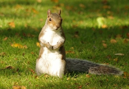 squirrel or marmot? :) - marmot, squirrel, park, green, leaves, meadow, grass