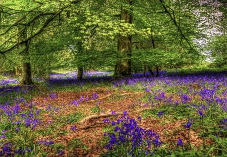 in the park - relaxing, trees, in the park, green, vegetation, flowers, recreation