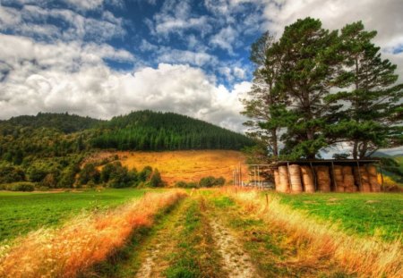 summer picture - fields, sky, forests, trees, hills, spruce trees, pine, summer, summer picture, dirt road, blue, clouds, green, grass