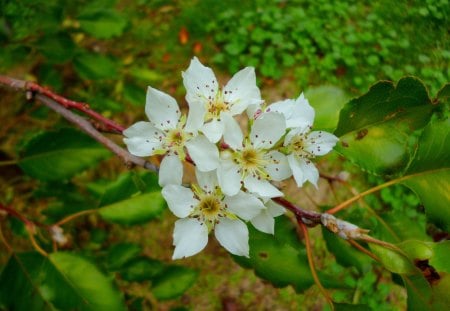 Apple blossoms - white, blossoms, apples, simple, five-petals, flowers